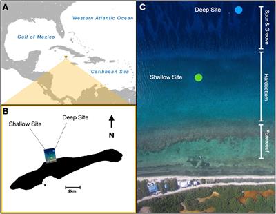 Genotype, Nursery Design, and Depth Influence the Growth of Acropora cervicornis Fragments